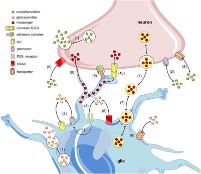 Synaptic Functions of Hemichannels and Pannexons: A Double-Edged Sword